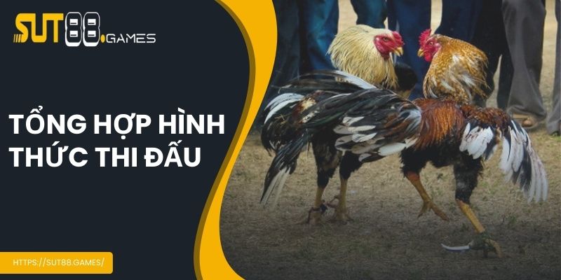 Đá Gà Cựa Dao - Sảnh Cá Cược Hot Nhất Hiện Nay Tại SUT88 3 Tổng hợp hình thức thi đấu