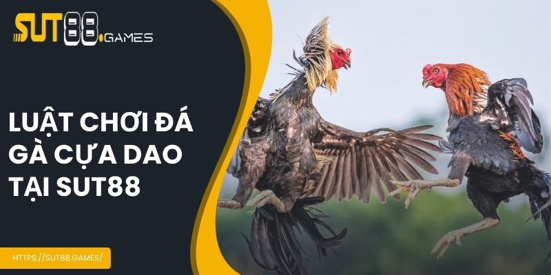 Đá Gà Cựa Dao - Sảnh Cá Cược Hot Nhất Hiện Nay Tại SUT88 2 Luật chơi đá gà cựa dao tại SUT88