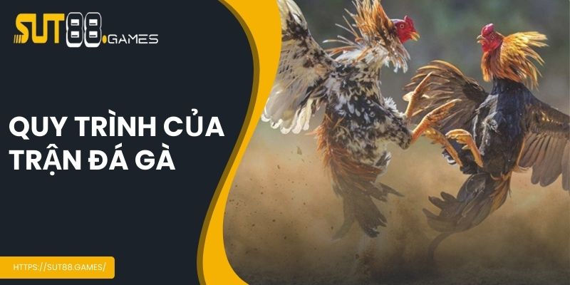 Đá Gà Cựa Dao - Sảnh Cá Cược Hot Nhất Hiện Nay Tại SUT88 4 Quy trình của trận đá gà