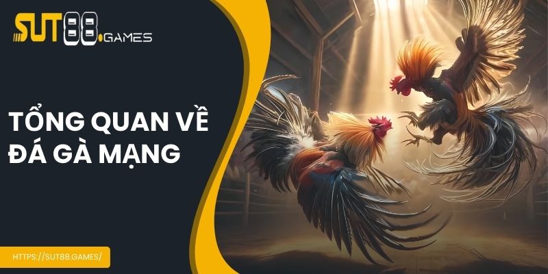 Đá Gà Mạng - Bộ Môn Cá Cược Trực Tuyến Hot Nhất SUT88 2 Tổng quan về đá gà mạng
