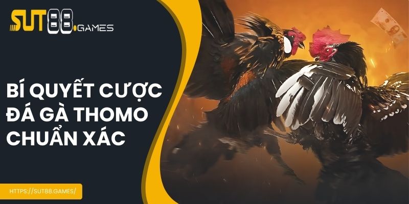 Đá Gà Thomo - Chi Tiết Quy Trình Tổ Chức Tại SUT88 6 Mẹo cược đá gà chuẩn xác