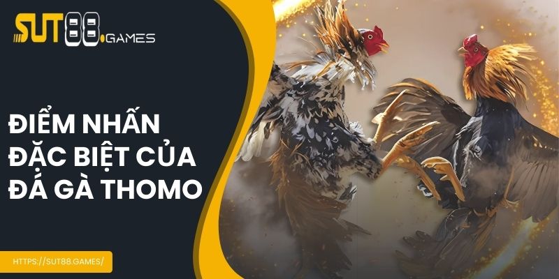 Đá Gà Thomo - Chi Tiết Quy Trình Tổ Chức Tại SUT88 3 Điểm nhấn của đấu gà Thomo
