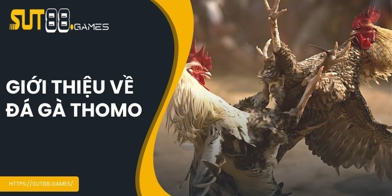 Đá Gà Thomo - Chi Tiết Quy Trình Tổ Chức Tại SUT88 2 Giới thiệu về đá gà Thomo