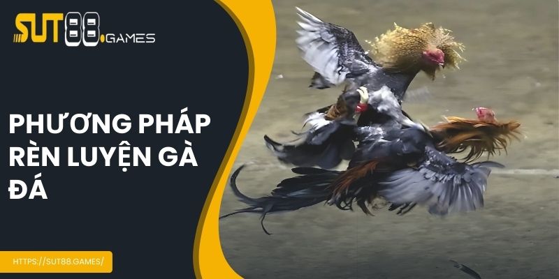 Đá Gà Thomo - Chi Tiết Quy Trình Tổ Chức Tại SUT88 5 Phương pháp rèn luyện gà đá