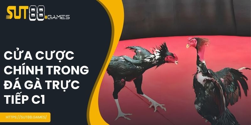 Cửa cược chính trong đá gà C1