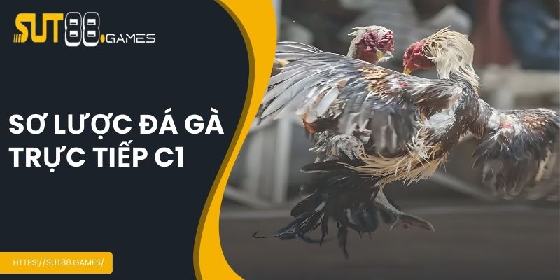 Sơ lược đá gà trực tiếp C1